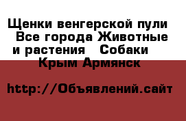 Щенки венгерской пули - Все города Животные и растения » Собаки   . Крым,Армянск